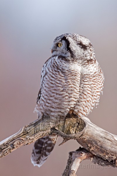 IMG_0258c.jpg - Northern Hawk-Owl (Surnia ulula)